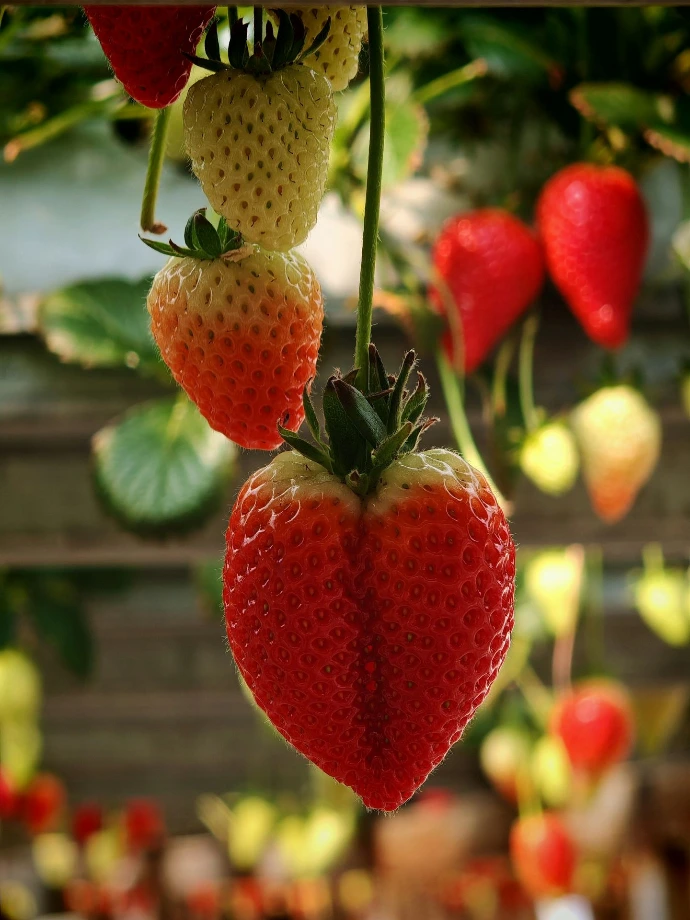 Fresh strawberries growing on a plant